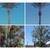 TREE TRIMMING AND REMOVAL 🌴 🌳 🌲 We Insured Date Palms Date 3 thumbnail
