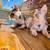 French Bulldog Puppies 2 thumbnail