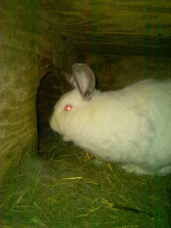 CONEJO MACHO (Mannsville)63834020620801120