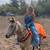 Buckskin mare 15 thumbnail