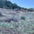 Tree service/landscaping /tractor work/handyman svcs. 9 thumbnail