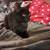 Rehoming 3 month Tabby kittens Long and short hairs 7 thumbnail