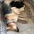 German Shepherd Puppies – 7 Weeks – $800 2 thumbnail