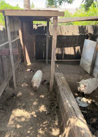 Mini pigs(adults) 1