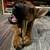 Rehoming abandon puppy ASAP 3 thumbnail