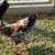 Young Roosters 1 thumbnail