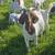 Goat Herd 5 thumbnail
