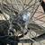 MAVIC Open Pro Rims with Campy Chours Hubs 3 thumbnail