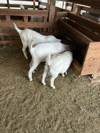 Cabras en venta (Ojai)63439055090179124