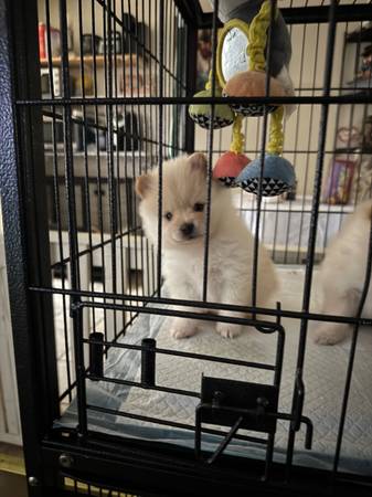 Pomerania (Los Ángeles)63865302901507121