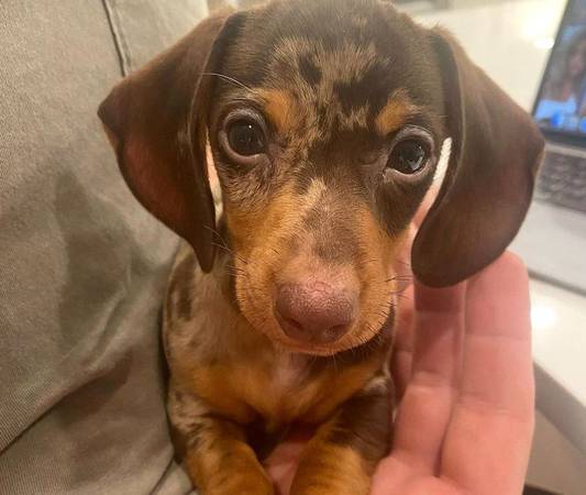Dachshund male&female (562-681-eight564)63690101470593120