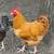 Rooster 2 thumbnail