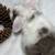 PEDIGREED HOLLAND LOP BUNNIES 11 thumbnail