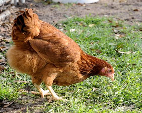 Chickens,Laying hens, Red sexlinks 1