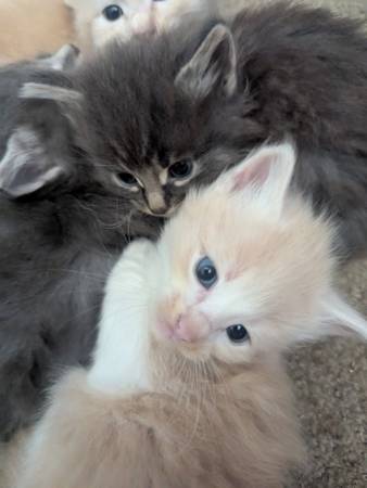 Gata mamá y gatitos gratis (Tigard)63842371225859121