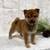 Shiba Inu Pups 3 thumbnail