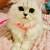 Rehoming kitten 2 thumbnail