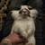 Lionhead Rex Mix In Need of Good Loving Home ( Rehome in Aurora) 11 thumbnail