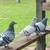 Long distance homing pigeons 9 thumbnail