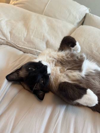 Lost Siamese Cat (San Francisco)64017886268546124