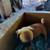 Pug/Chiweeni mix 4 thumbnail