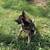 1/2 Alaskan Malamute, 1/2 Siberian Husky, free to good home 1 thumbnail