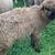 Romney ram lamb 1 thumbnail