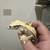 Geckos 1 thumbnail