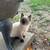 Siamese kittens 3 thumbnail