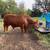Beefmaster Bull 1 thumbnail