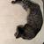 Two cats 2 thumbnail