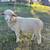 Ewe Sheep 1 thumbnail