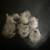 Australian Shepherd Puppies 9 thumbnail