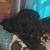 Shihtzu 1 thumbnail