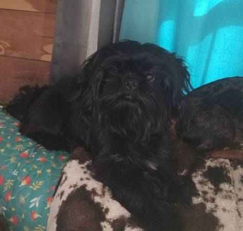 Shihtzu 1