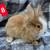 Rabbits 11 thumbnail