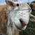 Proven Katahdin Ram +/- flock 1 thumbnail