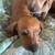 Dachshund puppies 9 thumbnail