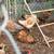 Fertile Chicken & Quail Hatching Eggs 4 thumbnail
