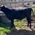 Mini Bull & Mindsize Heifer 1 thumbnail