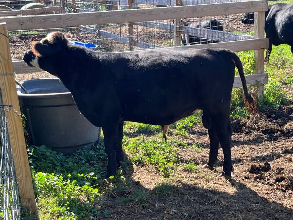 Mini Bull & Mindsize Heifer 1