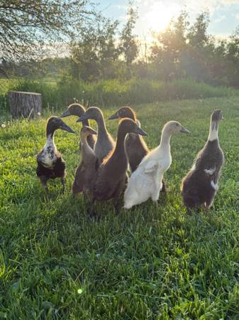 Runner Ducks 1
