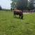 Gelbvieh bull (red) 1 thumbnail