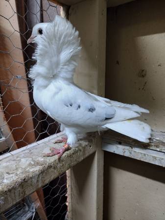 Old Dutch Capuchine Pigeon 1