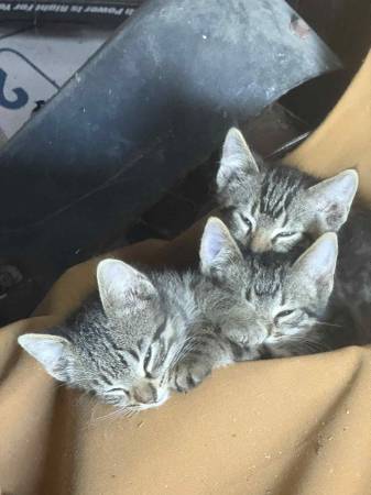 Gray tabby Barn or Shop Kittens FREE 1