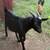 Male goat 3 thumbnail