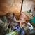 Rabbits for sale 5 thumbnail