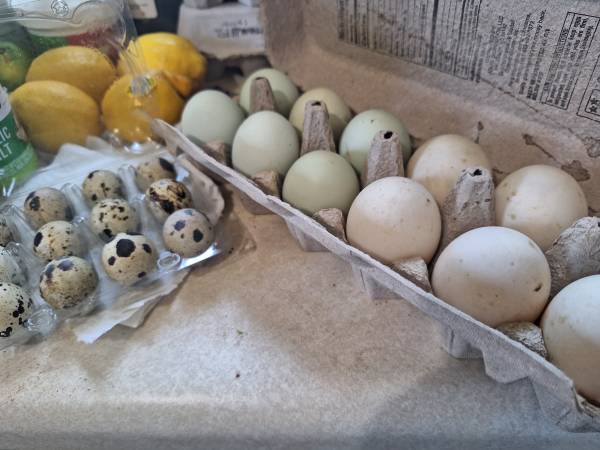 Duck, chicken, quail eggs 1