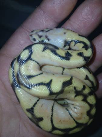 Baby ball pythons (Lamar mo)63654750600065124