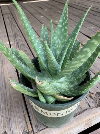 Aloe...........farm 28 1